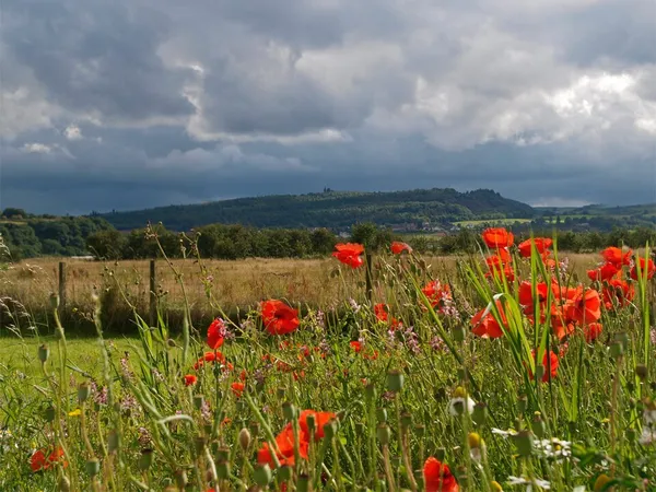 Gillies Hill