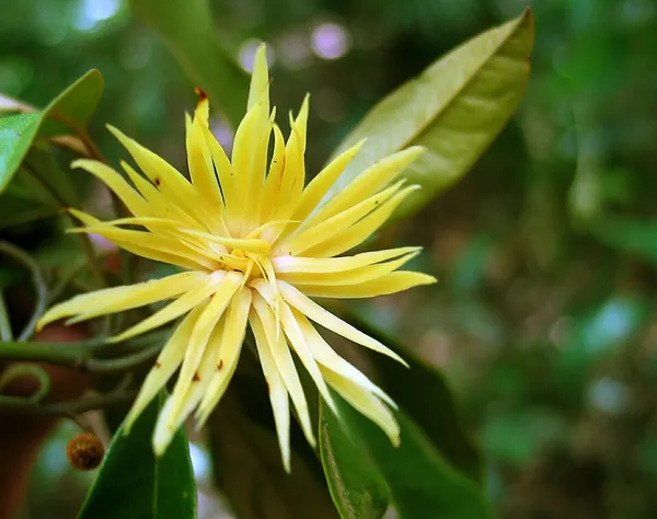 Galbulimima