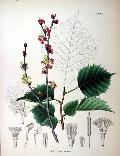 Euptelea
