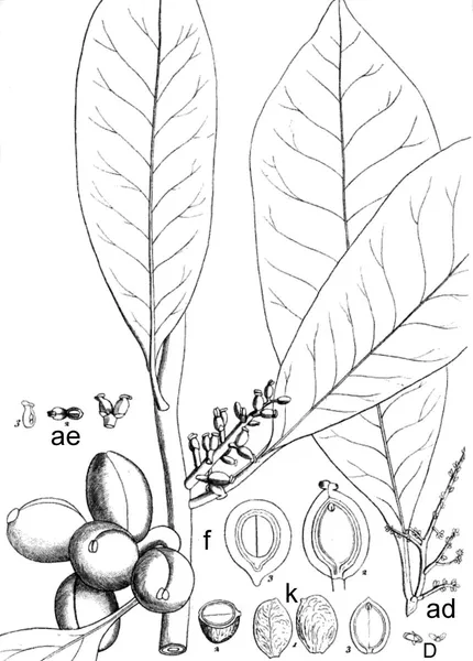 Didymeles