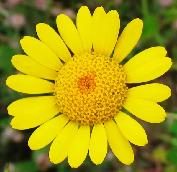 Cota (plant)