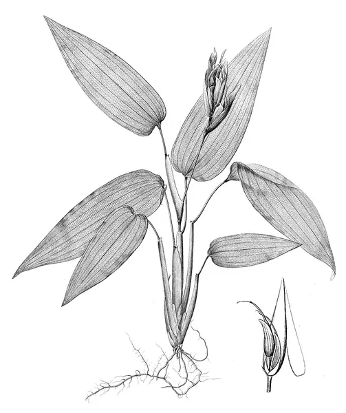 Anomochlooideae