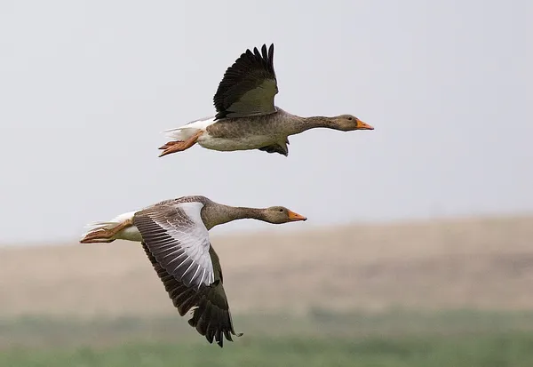 Flying and gliding animals