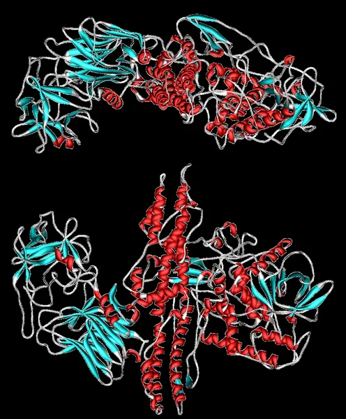Botulinum toxin