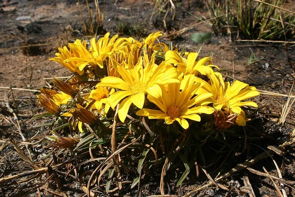 Gazania krebsiana