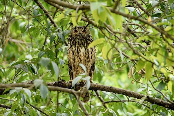 Indian eagle-owl