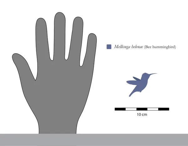 Dinosaur size