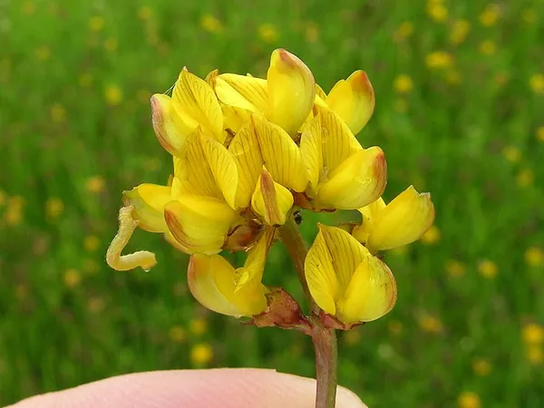 Listia (plant)