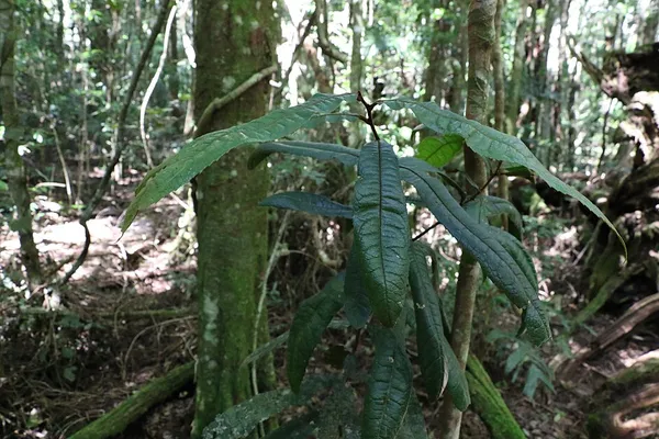 Helicia ferruginea