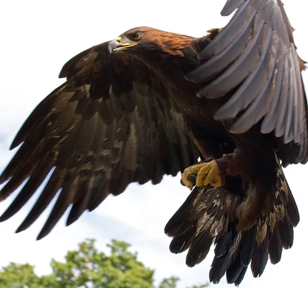 Dietary biology of the golden eagle