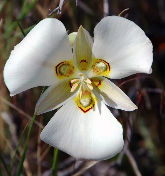 Calochortoideae