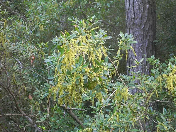 Cyrillaceae