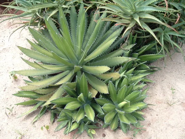 Agave univittata
