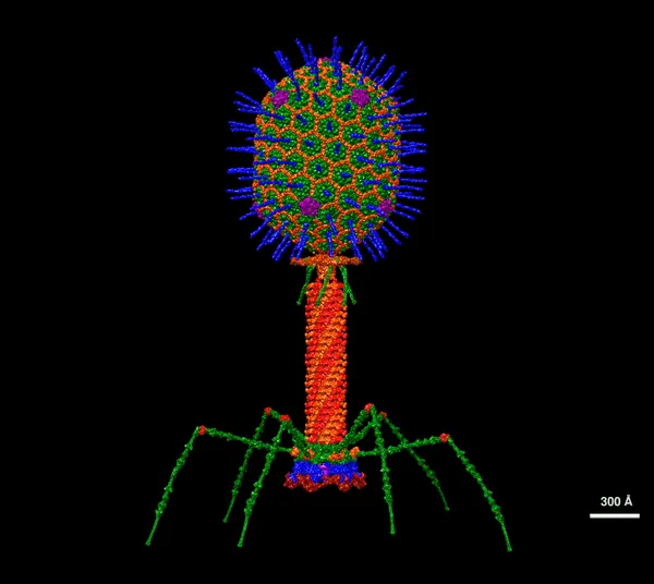Bacteriophage