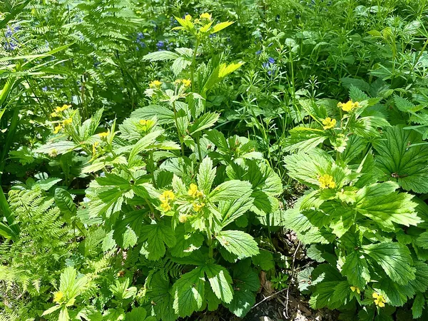 Geum macrophyllum