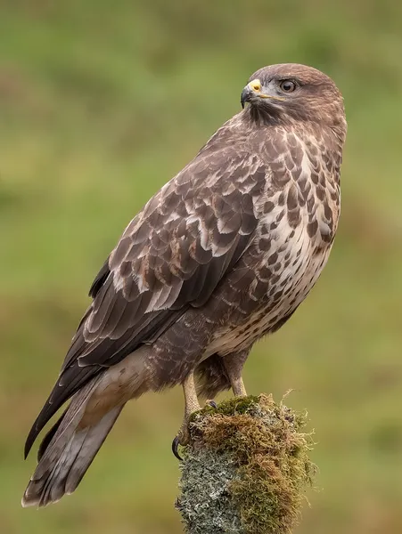 Common buzzard