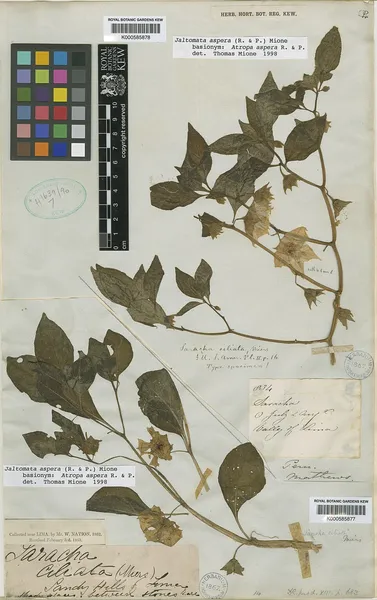 Jaltomata aspera