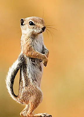 Antelope squirrel