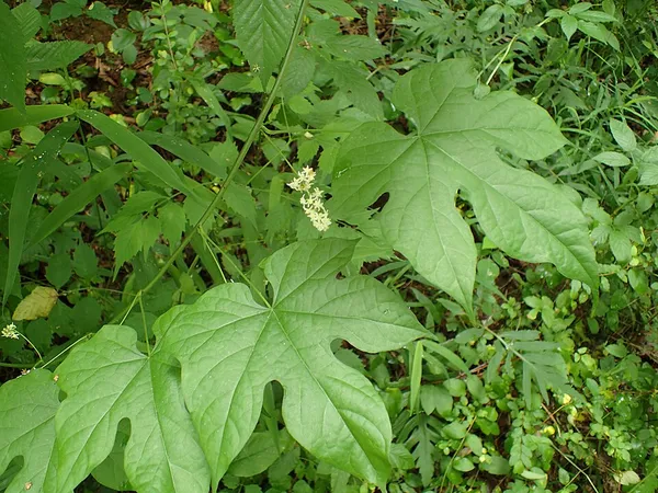 Calycocarpum