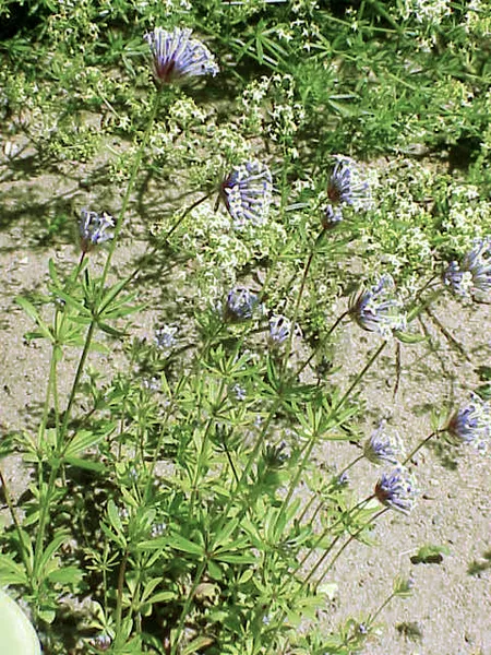 Asperula arvensis