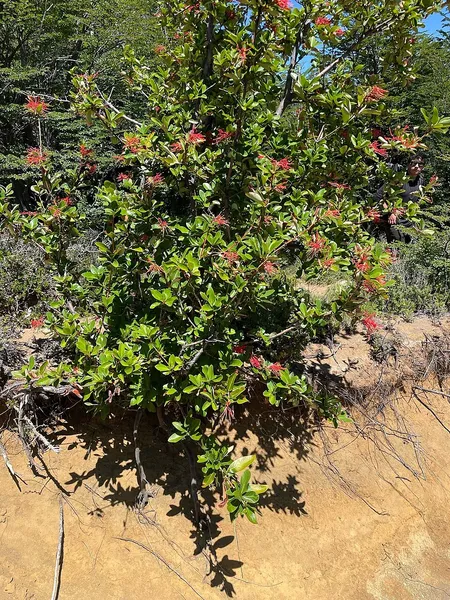 Embothrium
