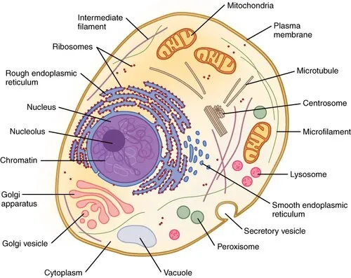 Cell (biology)