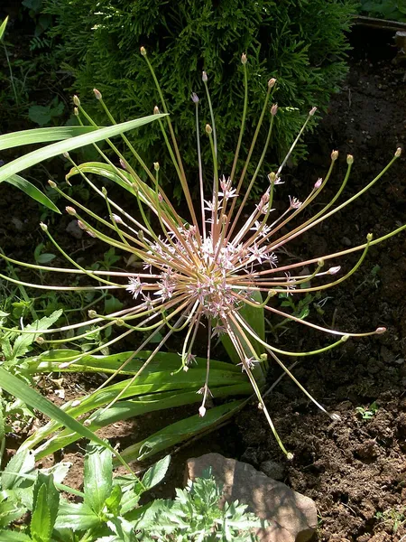 Allium schubertii