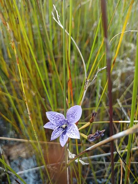 Epiblema grandiflorum