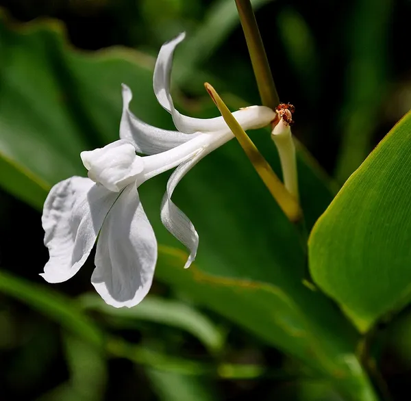 Donax canniformis
