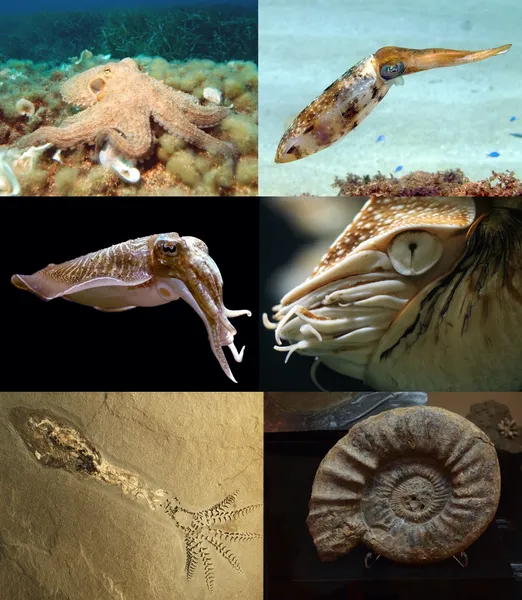 Cephalopod