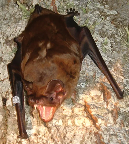 Greater noctule bat