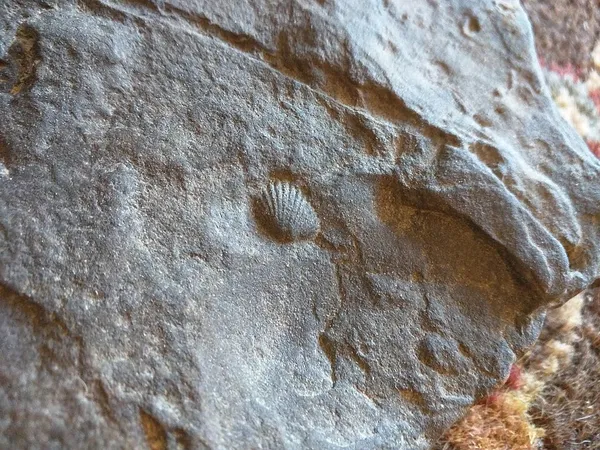 Chagrin Shale