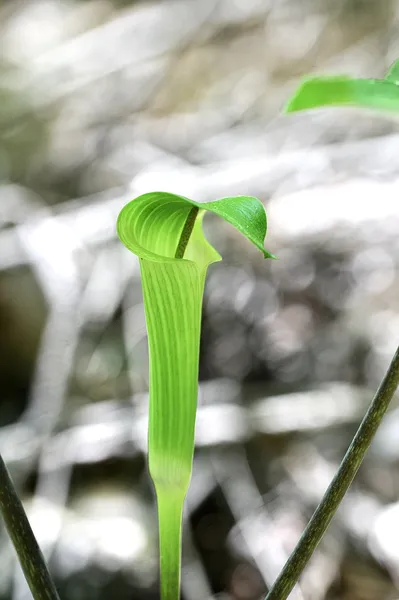 Arisaema quinatum