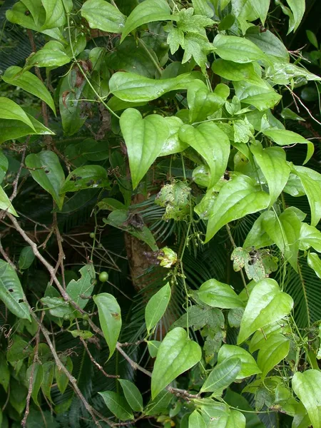 Heterosmilax
