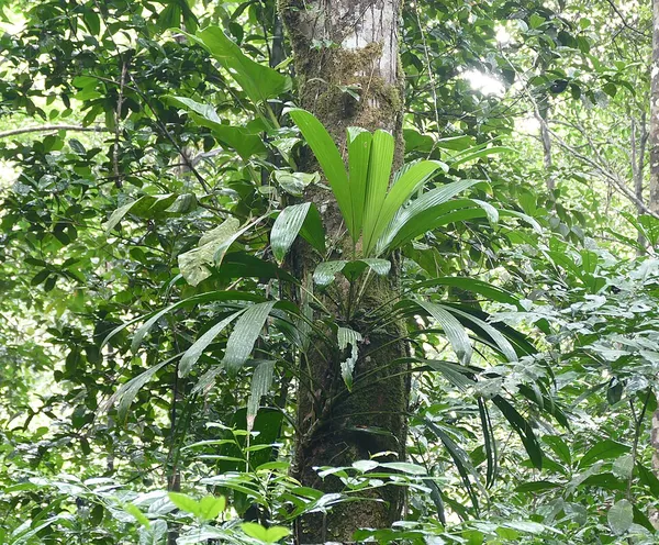 Evodianthus