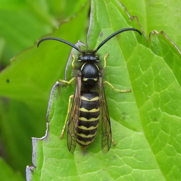 Dolichovespula arenaria