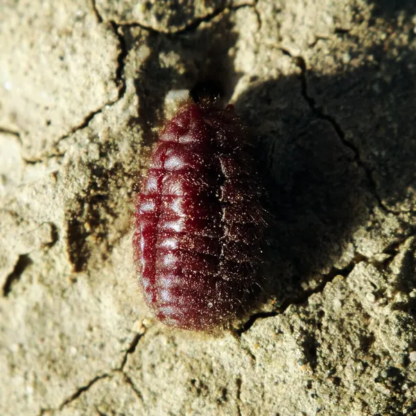 Armenian cochineal