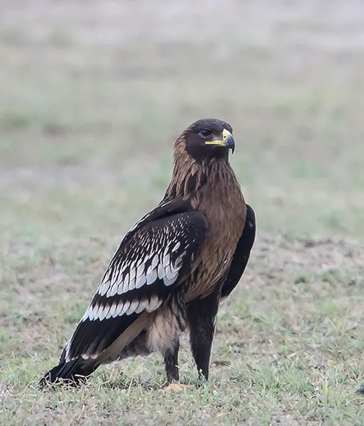 Greater spotted eagle