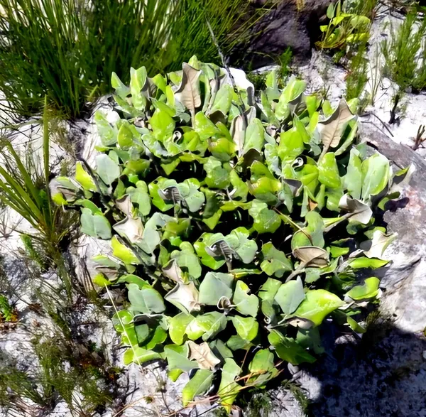 Capelio