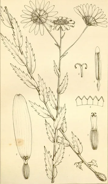 Adenanthellum