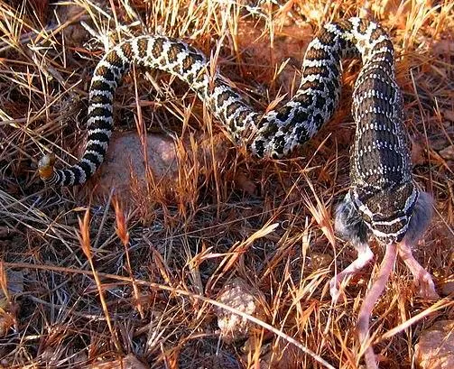 Evolution of snake venom