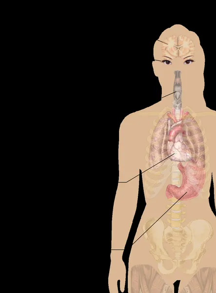 Health effects of electronic cigarettes