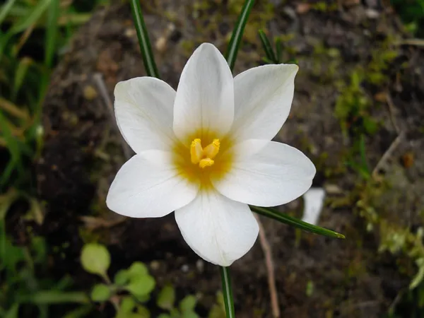 Crocus malyi