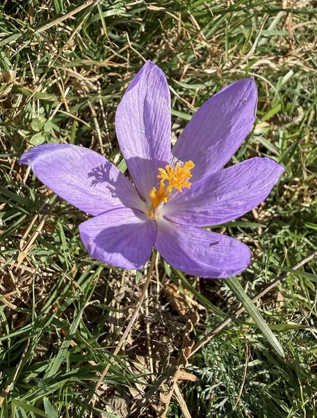 Crocus nudiflorus