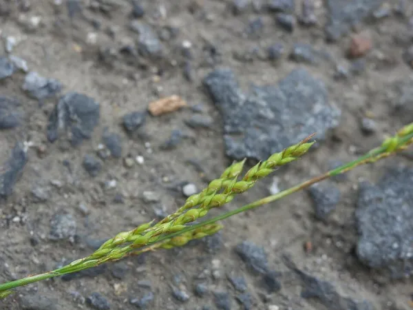 Carex autumnalis