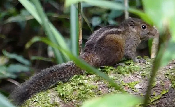 Dusky striped squirrel
