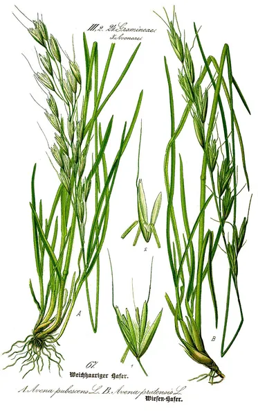 Avenula