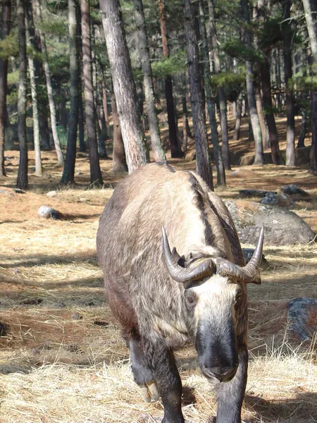 Fauna of Bhutan