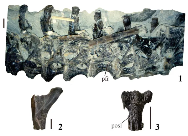 Dinheirosaurus