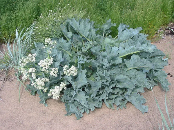 Crambe